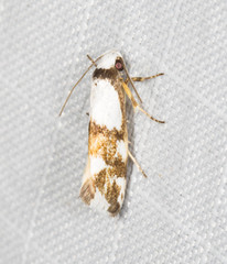 Zaphanaula hemileuca