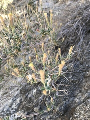 Brickellia frutescens