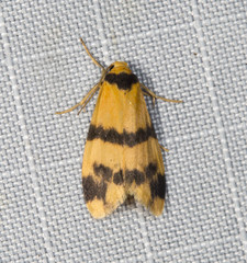 Stenoscaptia venusta