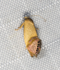 Eupselia beltera