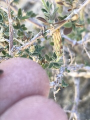 Brickellia frutescens