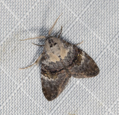 Acatapaustus leucospila
