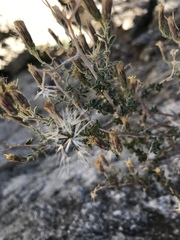 Brickellia frutescens