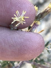 Brickellia frutescens