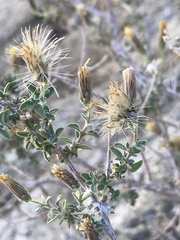 Brickellia frutescens