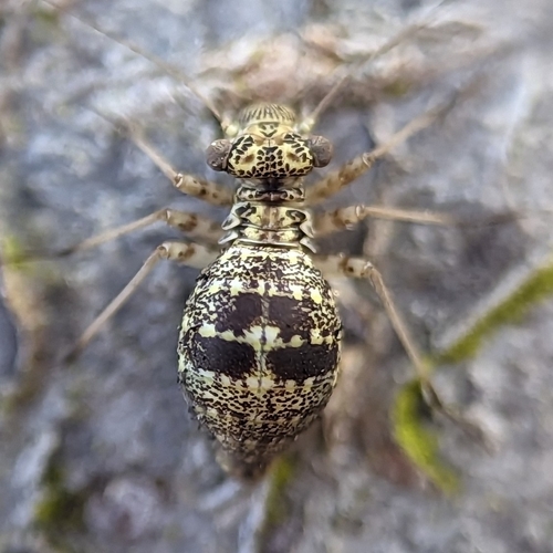 Woodland barklouse photo 6