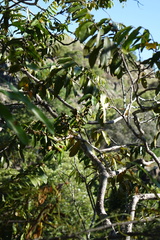 Diospyros cinnamomoides