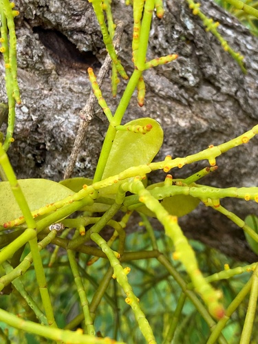 Dendrophthora flagelliformis