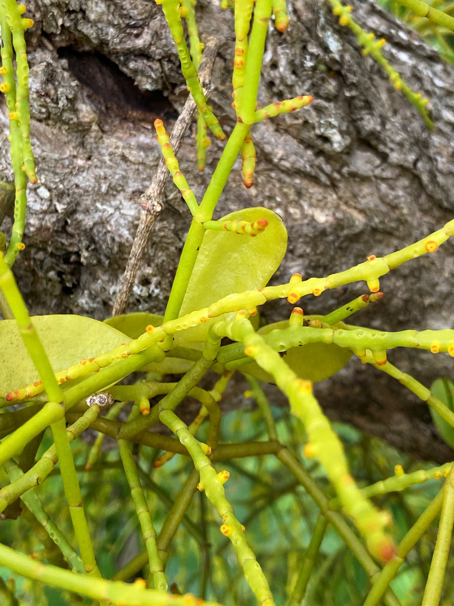 Dendrophthora flagelliformis