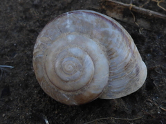 Helminthoglypta phlyctaena