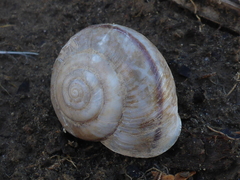 Helminthoglypta phlyctaena