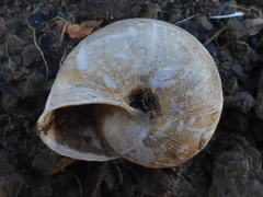 Helminthoglypta phlyctaena