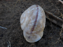 Helminthoglypta phlyctaena
