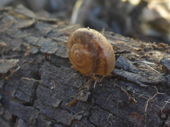 Helminthoglypta phlyctaena