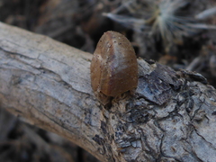 Helminthoglypta phlyctaena