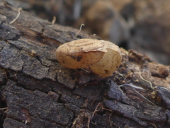 Helminthoglypta phlyctaena