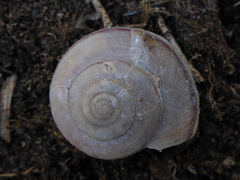Helminthoglypta phlyctaena