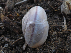 Helminthoglypta phlyctaena