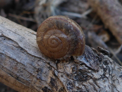 Helminthoglypta phlyctaena