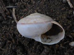 Helminthoglypta phlyctaena