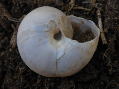 Helminthoglypta phlyctaena