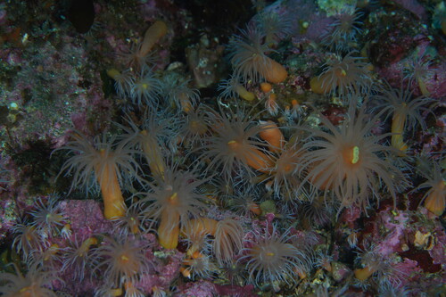 Halcurias carlgreni
