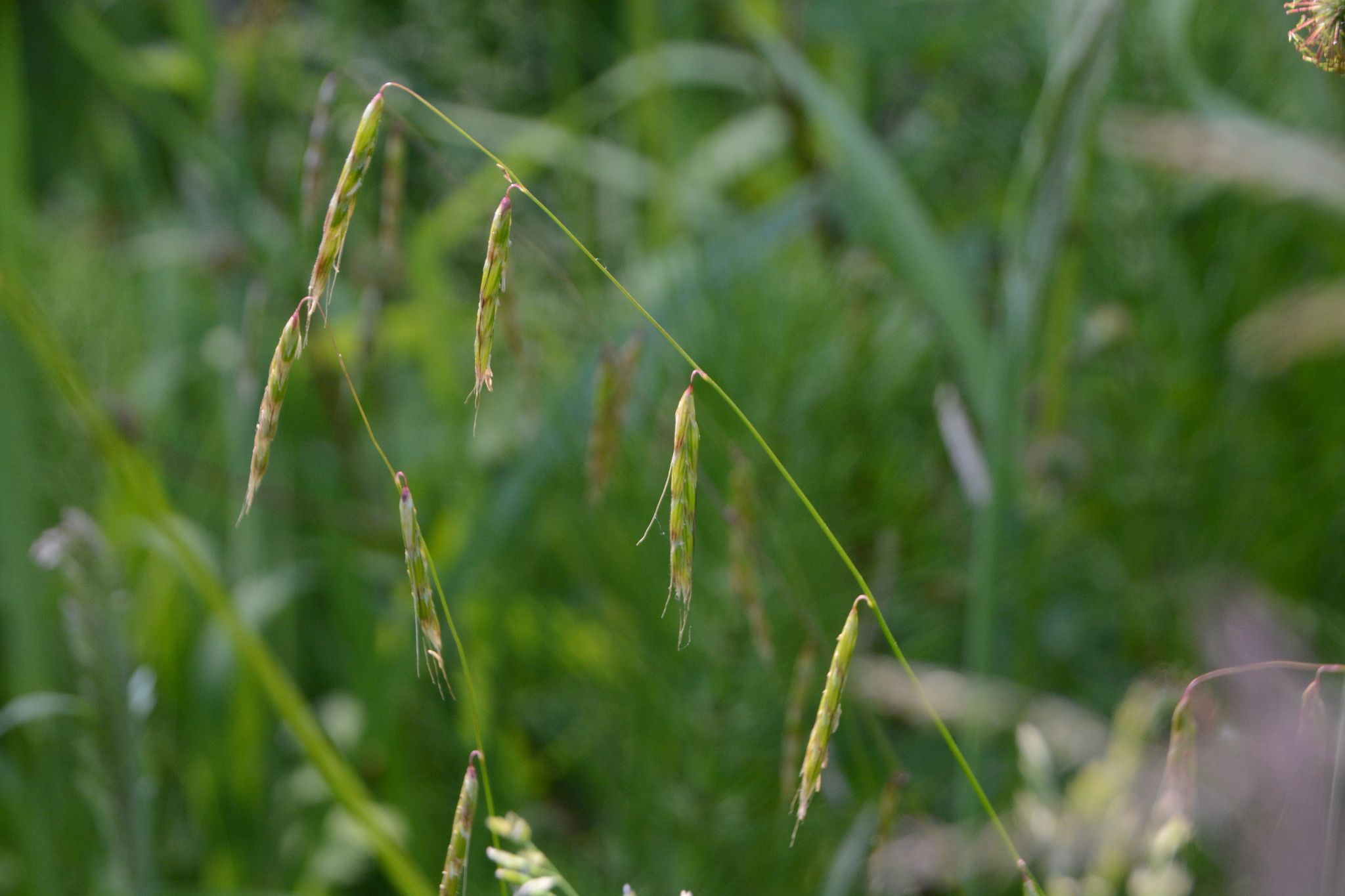 Pleuropogon refractus