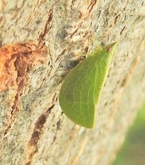 Parathisciini