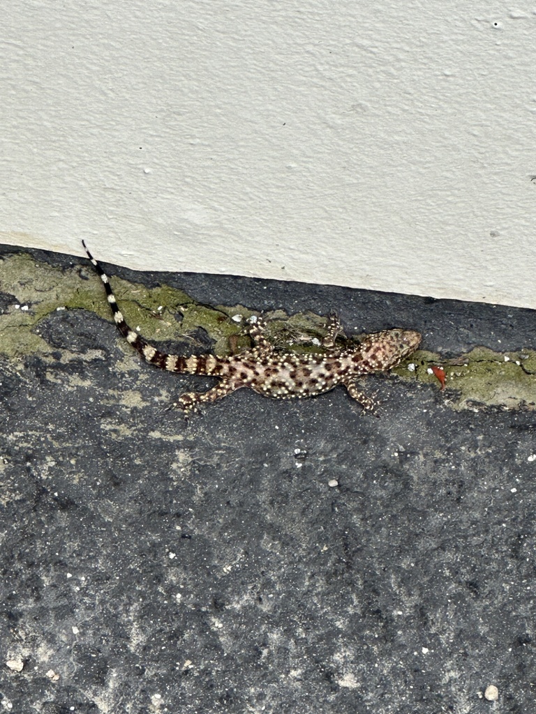 Mediterranean House Gecko from E Eisenhower Cir, Anaheim, CA, US on May ...