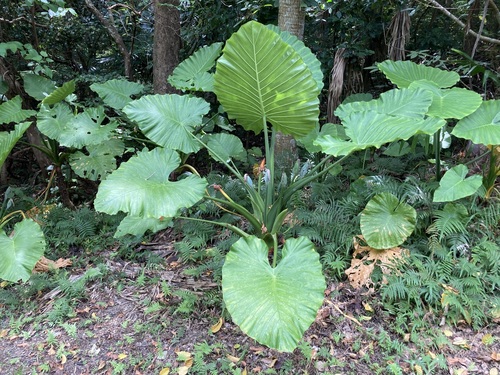Alocasia odora
