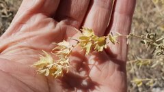 Atriplex canescens laciniata