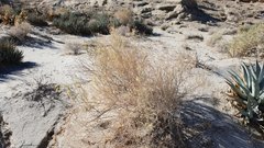 Atriplex canescens laciniata