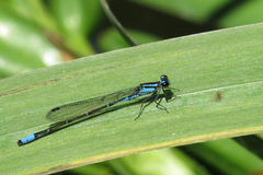 Acanthagrion lancea