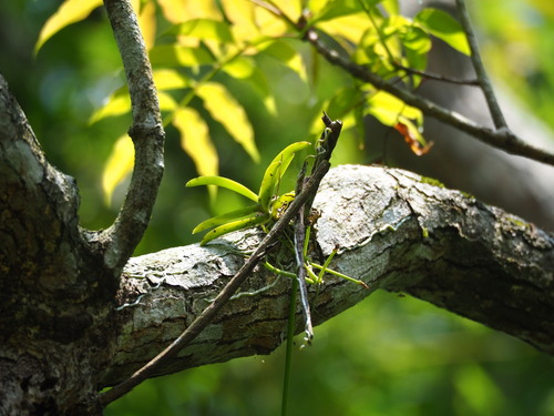 Thrixspermum formosanum, photograph 6