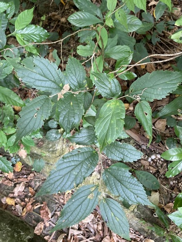 Celtis boninensis iNat (3)