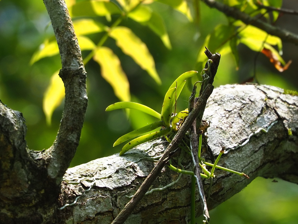 Thrixspermum formosanum