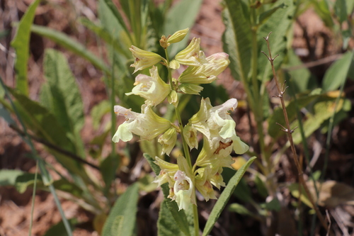 Salvia korolkovii