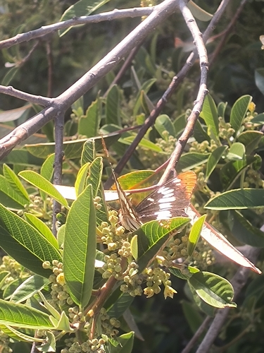 iNaturalist observation photo of Lorquin's Admiral