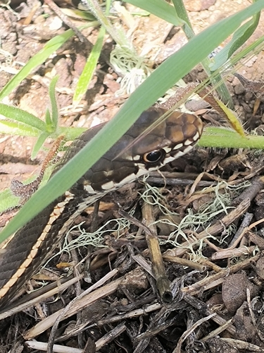 iNaturalist observation photo of California Striped Racer