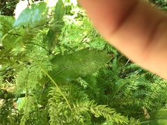 Asparagus scandens