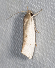 Xylorycta haplochroa