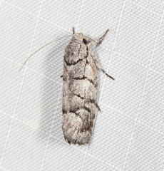 Lichenaula onychodes