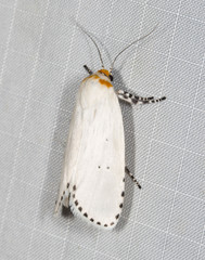 Cryptophasa delocentra