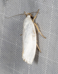 Xylorycta argentella