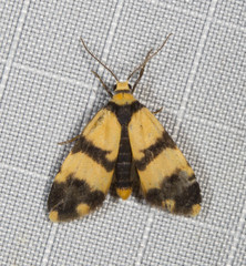 Thallarcha chrysochares