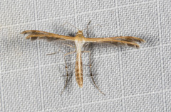 Stangeia xerodes