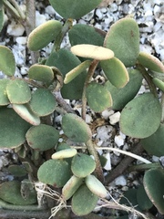 Acmispon maritimus brevivexillus