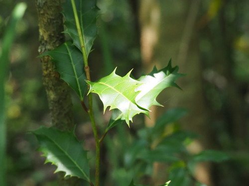 Image of Formosan Sweetspire (Itea oldhamii) by no rights reserved