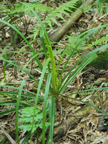 Image of Lesser Sedge (Carex cryptostachys) by no rights reserved