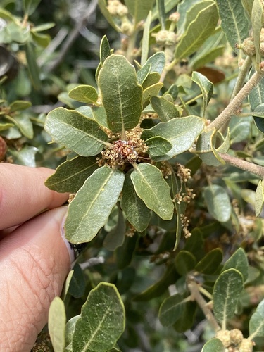 Hybrid Quercus berberidifolia × johntuckeri · iNaturalist